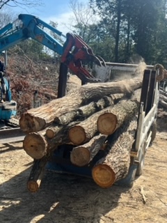 原木伐採　運搬